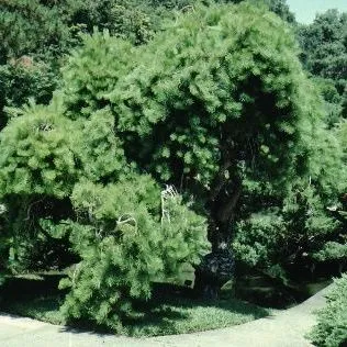 thumbnail for publication: Pinus densiflora 'Pendula' Weeping Japanese Red Pine